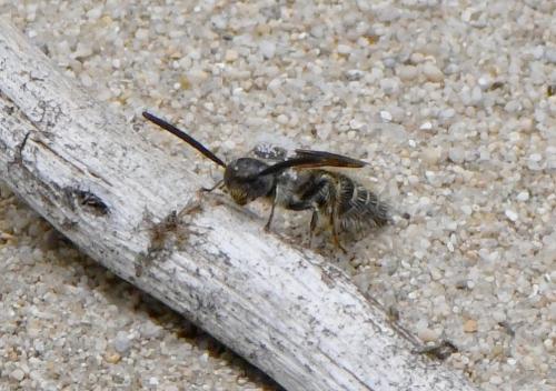 Réf. 233 577 : Colpa quinquecincta